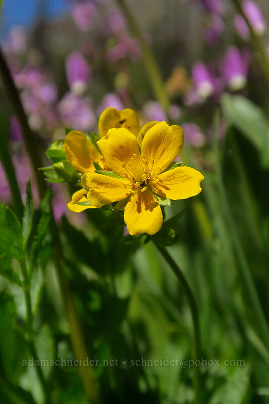 fan-leaf cinquefoil (Potentilla flabellifolia) [Bean Creek Trail, Wenatchee National Forest, Kittitas County, Washington]