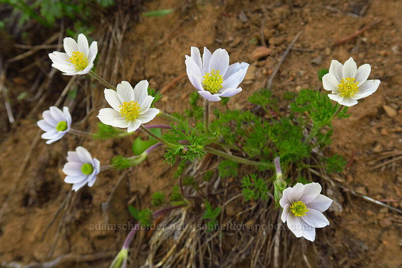 Drummond's anemones (Anemone drummondii) [Bean Creek Trail, Wenatchee National Forest, Kittitas County, Washington]