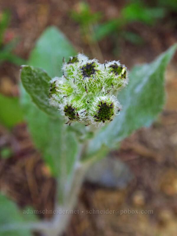 rayless western groundsel, budding (Senecio integerrimus var. exaltatus (Senecio integerrimus var. vaseyi)) [Bean Creek Trail, Wenatchee National Forest, Kittitas County, Washington]