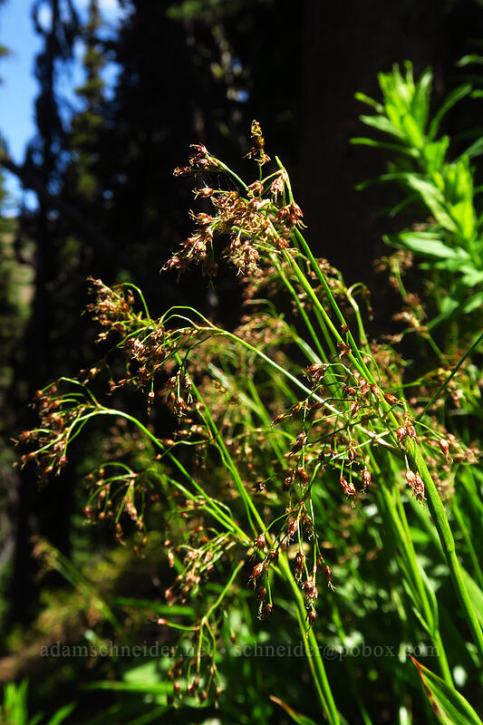 Hitchcock's wood-rush (Luzula hitchcockii) [Bean Creek Trail, Wenatchee National Forest, Kittitas County, Washington]