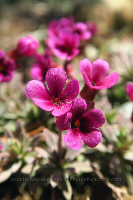 snow dwarf-primrose (Douglasia nivalis (Androsace nivalis)) [Earl Peak Trail, Wenatchee National Forest, Kittitas County, Washington]
