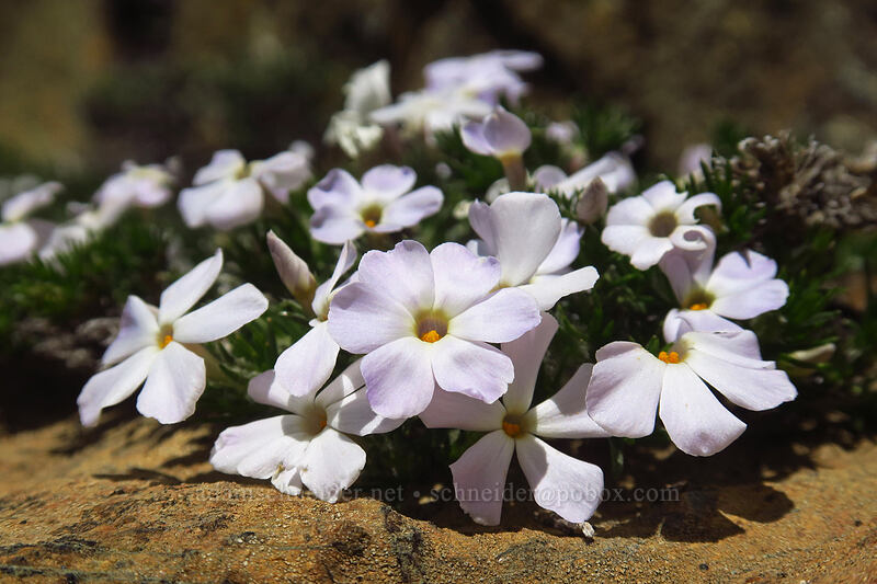 spreading phlox (Phlox diffusa) [Earl Peak Trail, Wenatchee National Forest, Kittitas County, Washington]