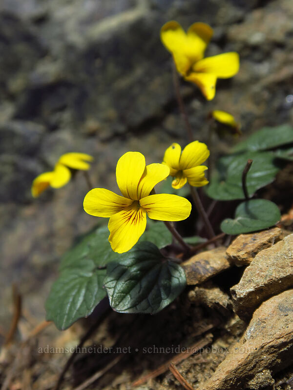 goose-foot violet (Viola purpurea) [Earl Peak Trail, Wenatchee National Forest, Kittitas County, Washington]