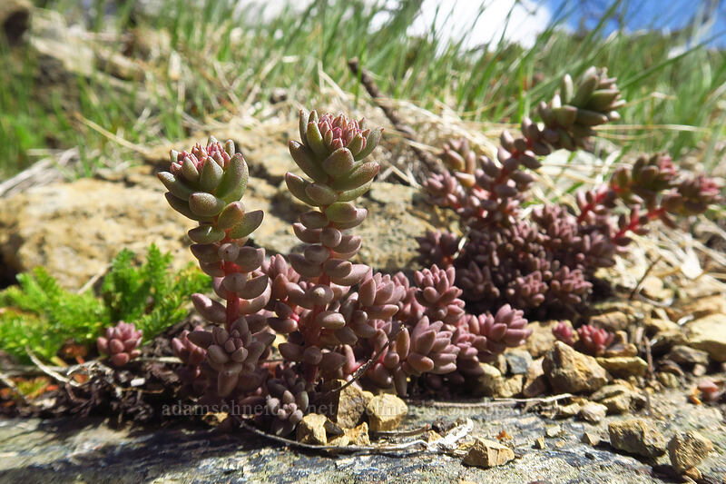 curved-leaf stonecrop (Sedum rupicola (Sedum lanceolatum var. rupicola)) [Earl Peak Trail, Wenatchee National Forest, Kittitas County, Washington]