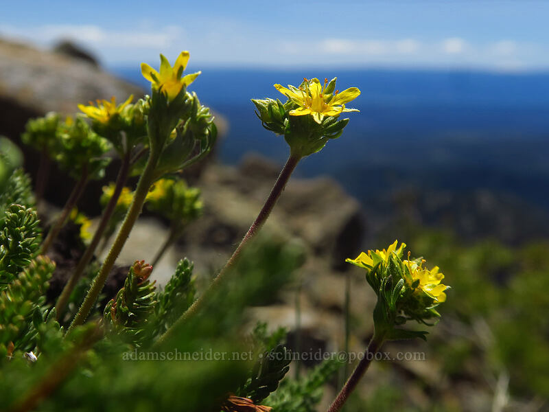 Tweedy's mousetail (Ivesia tweedyi (Potentilla tweedyi)) [Earl Peak Trail, Wenatchee National Forest, Kittitas County, Washington]