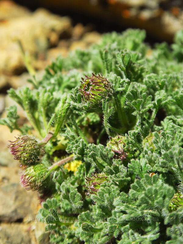 Salish fleabane (?), budding (Erigeron salishii) [summit of Earl Peak, Wenatchee National Forest, Kittitas County, Washington]