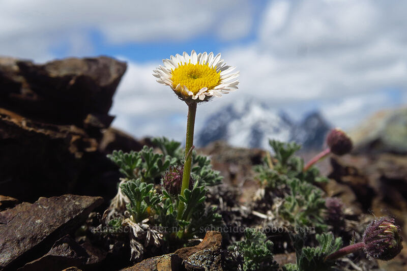 cut-leaf fleabane (Erigeron compositus) [Earl Peak, Wenatchee National Forest, Kittitas County, Washington]