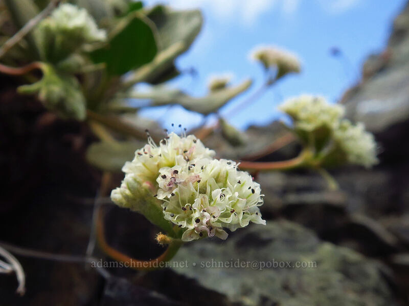 alpine buckwheat (Eriogonum pyrolifolium) [Earl Peak-Bean Peak ridge, Wenatchee National Forest, Kittitas County, Washington]