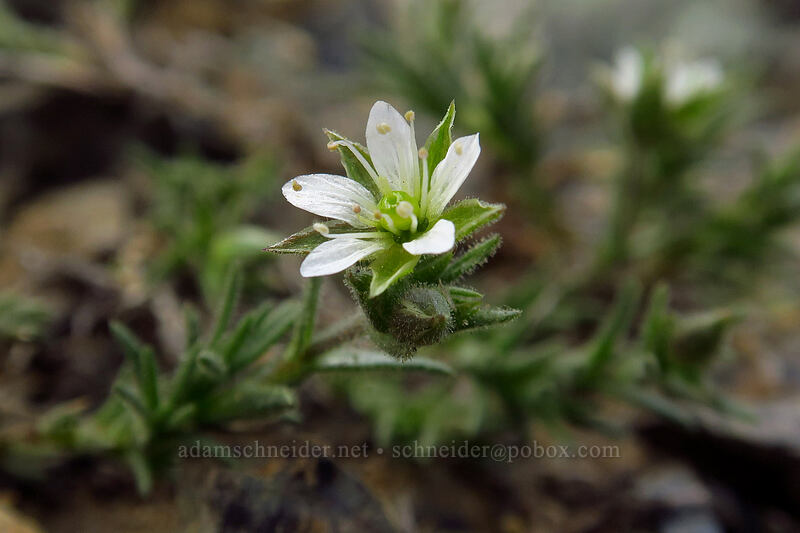 Nuttall's sandwort (Minuartia nuttallii (Sabulina nuttallii) (Arenaria nuttallii)) [Earl Peak-Bean Peak ridge, Wenatchee National Forest, Kittitas County, Washington]