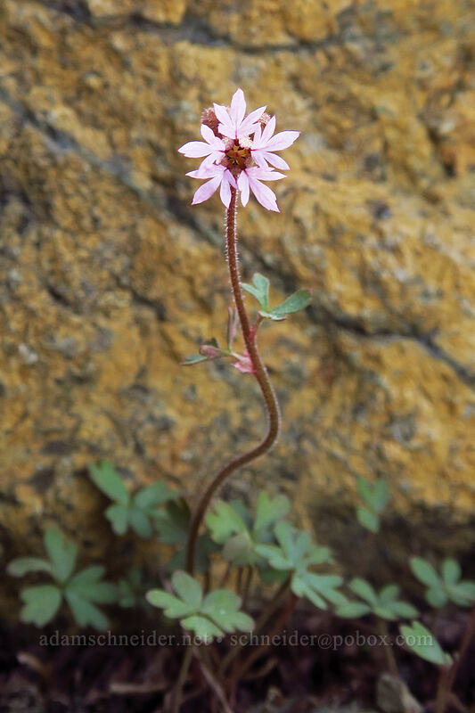 high-elevation prairie star (Lithophragma sp.) [Earl Peak-Bean Peak ridge, Wenatchee National Forest, Kittitas County, Washington]