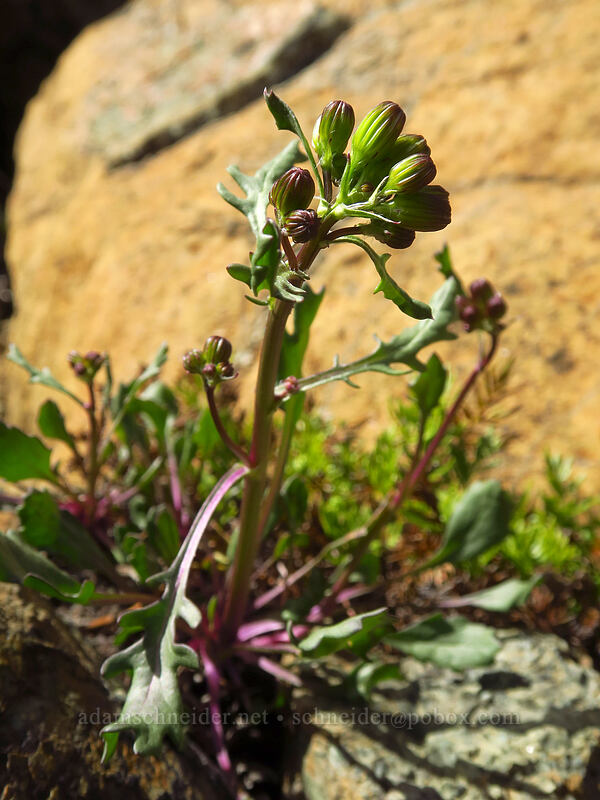 groundsel/ragwort [Earl Peak-Bean Peak ridge, Wenatchee National Forest, Kittitas County, Washington]