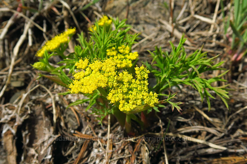 Brandegee's desert parsley (Lomatium brandegeei) [Earl Peak-Bean Peak ridge, Wenatchee National Forest, Kittitas County, Washington]