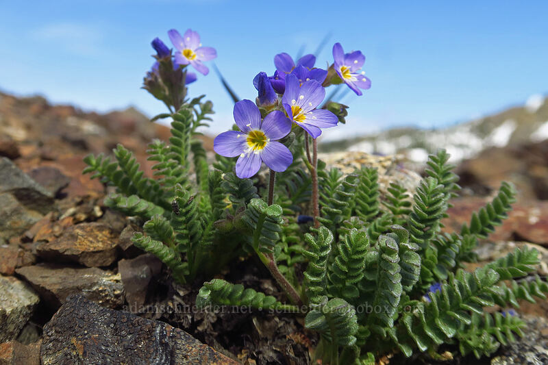 showy Jacob's-ladder (Polemonium pulcherrimum ssp. pulcherrimum) [Bean Peak, Wenatchee National Forest, Chelan County, Washington]