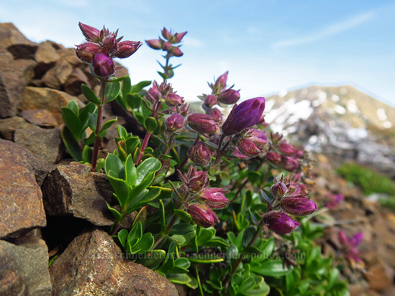 Davidson's penstemon, budding (Penstemon davidsonii) [Bean Peak, Wenatchee National Forest, Kittitas County, Washington]