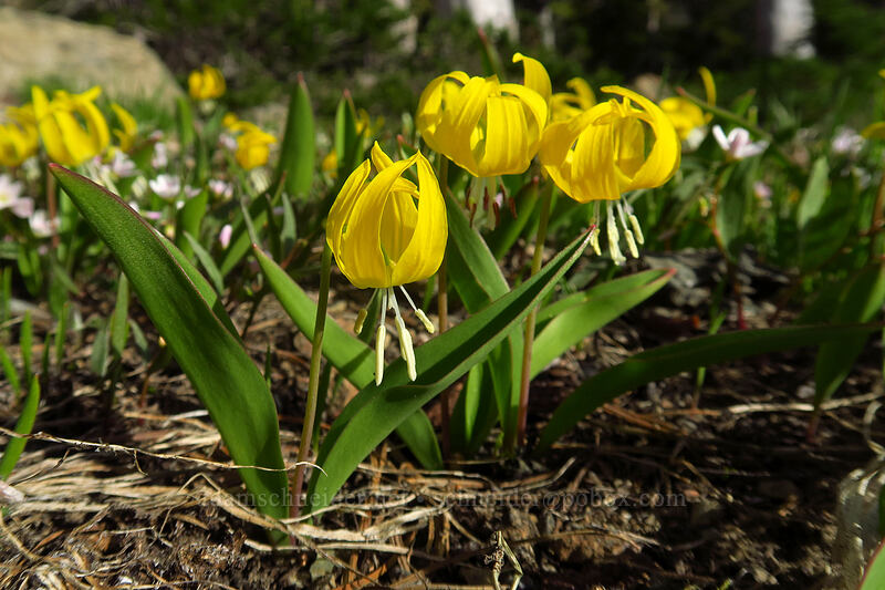 glacier lilies (Erythronium grandiflorum) [Bean Creek Basin, Wenatchee National Forest, Kittitas County, Washington]