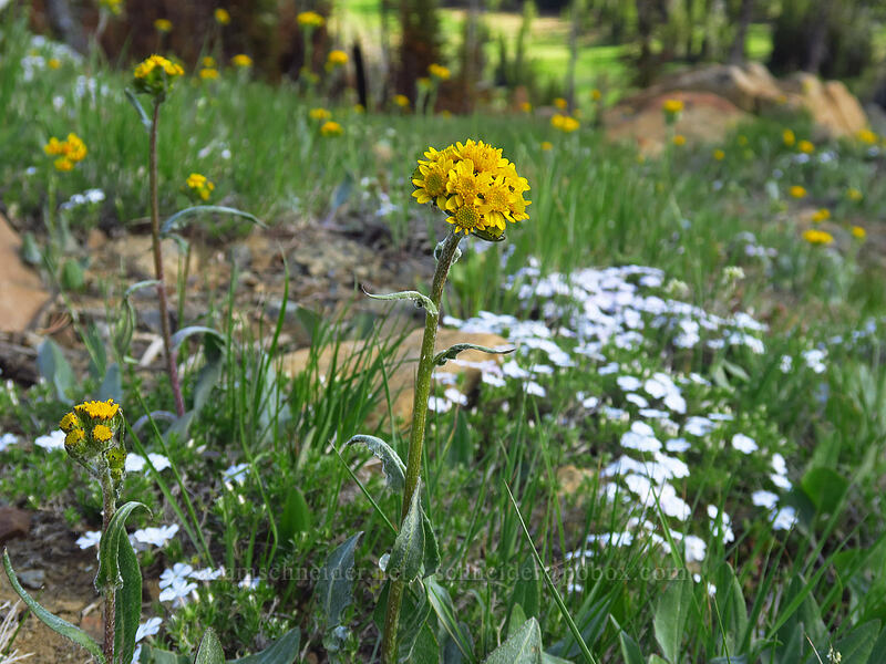 western groundsel & spreading phlox (Senecio integerrimus, Phlox diffusa) [Bean Creek Basin, Wenatchee National Forest, Kittitas County, Washington]