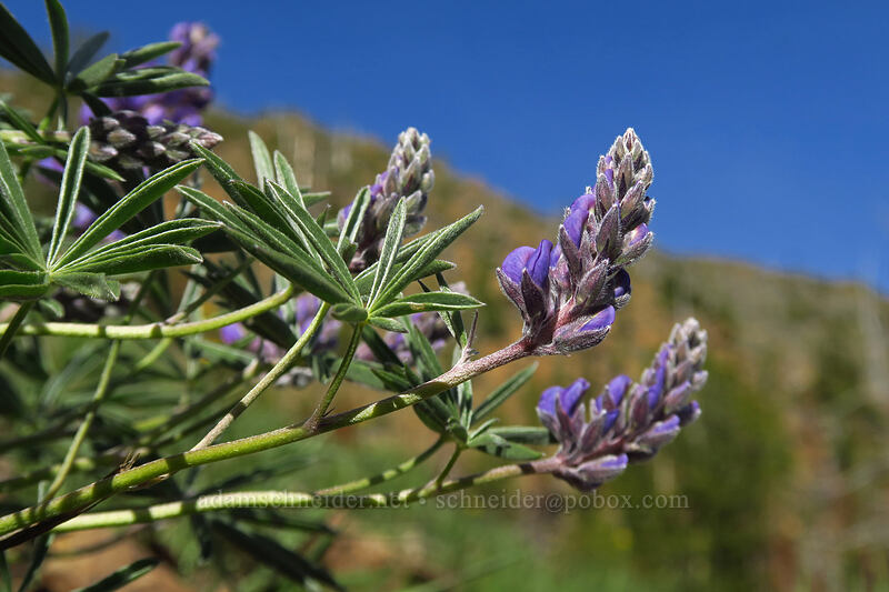 lupine (Lupinus sp.) [Bean Creek Basin, Wenatchee National Forest, Kittitas County, Washington]