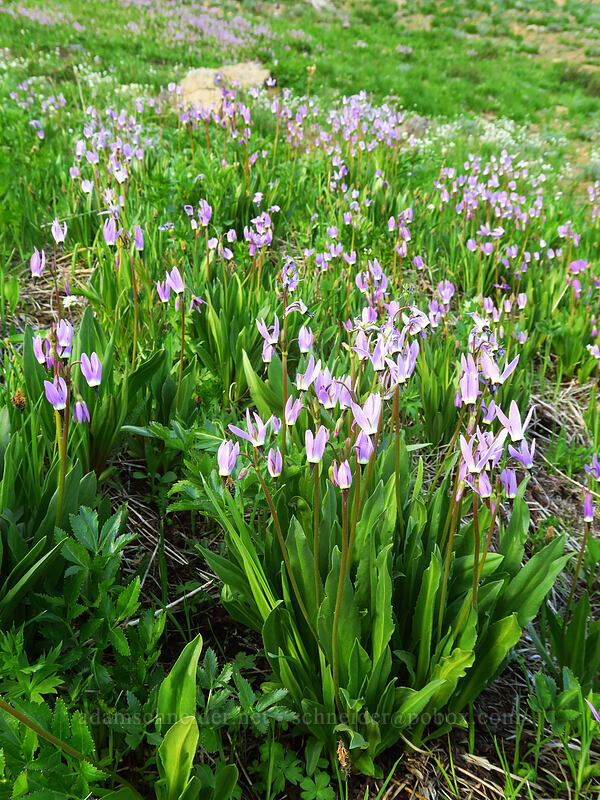 tall mountain shooting stars (Dodecatheon jeffreyi (Primula jeffreyi)) [Bean Creek Basin, Wenatchee National Forest, Kittitas County, Washington]