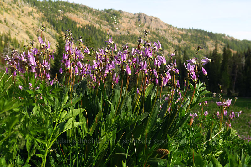 tall mountain shooting stars (Dodecatheon jeffreyi (Primula jeffreyi)) [Bean Creek Basin, Wenatchee National Forest, Kittitas County, Washington]