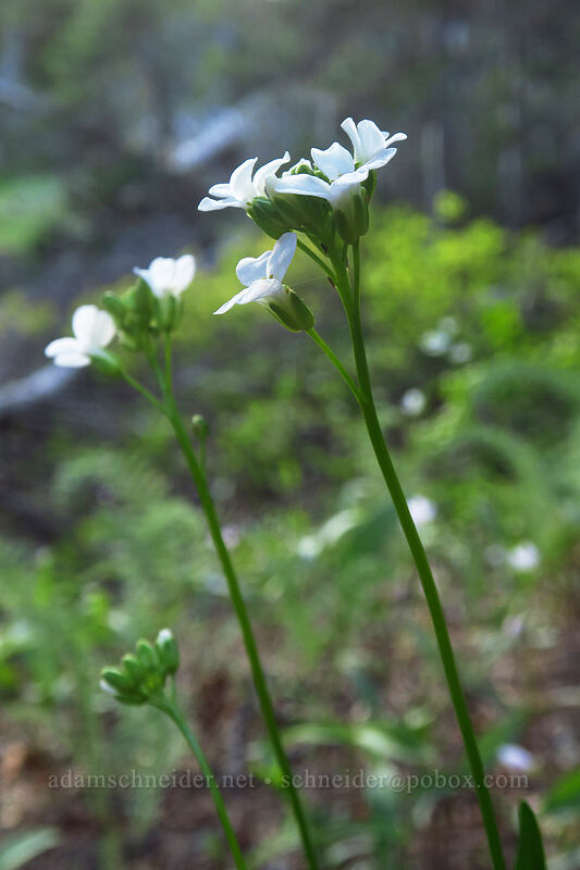 Nuttall's rock-cress (Arabis nuttallii) [Bean Creek Basin, Wenatchee National Forest, Kittitas County, Washington]