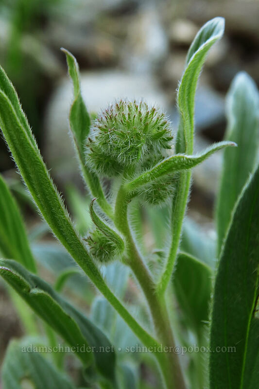 narrow-sepal phacelia (Phacelia hastata var. leptosepala (Phacelia leptosepala)) [Bean Creek Trail, Wenatchee National Forest, Kittitas County, Washington]
