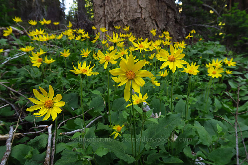 heart-leaf arnica (Arnica cordifolia) [Bean Creek Trail, Wenatchee National Forest, Kittitas County, Washington]