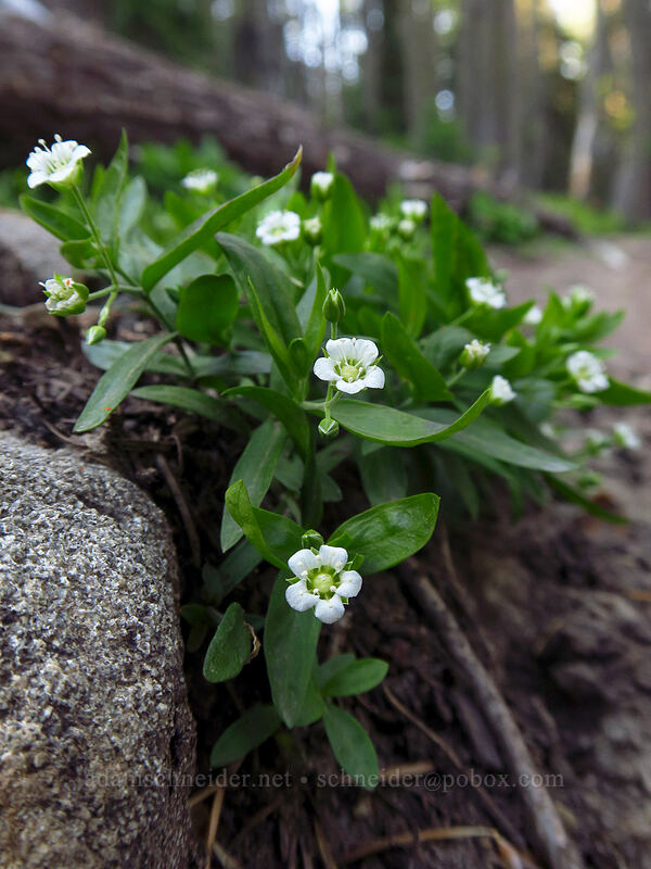 big-leaf sandwort (Moehringia macrophylla (Arenaria macrophylla)) [Bean Creek Trail, Wenatchee National Forest, Kittitas County, Washington]