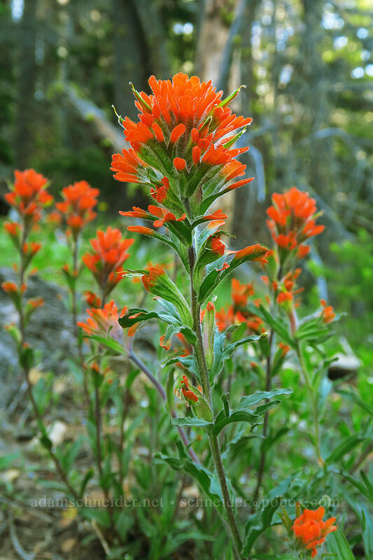 harsh paintbrush (Castilleja hispida) [Bean Creek Trail, Wenatchee National Forest, Kittitas County, Washington]