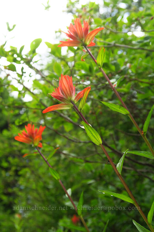 scarlet paintbrush (Castilleja miniata) [Grouse Vista Trail, Yacolt Burn State Forest, Clark County, Washington]