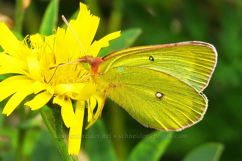 sulphur butterfly on common hawkweed (Colias sp., Hieracium lachenalii (Hieracium vulgatum)) [Grouse Vista Trail, Yacolt Burn State Forest, Clark County, Washington]