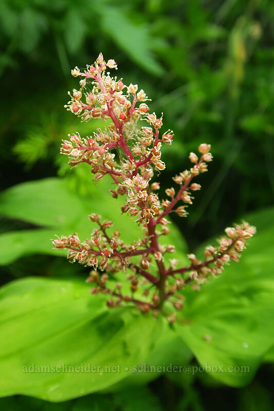 feathery false solomon's-seal, going to seed (Maianthemum racemosum ssp. amplexicaule (Smilacina racemosa)) [Grouse Vista Trail, Gifford Pinchot National Forest, Clark County, Washington]