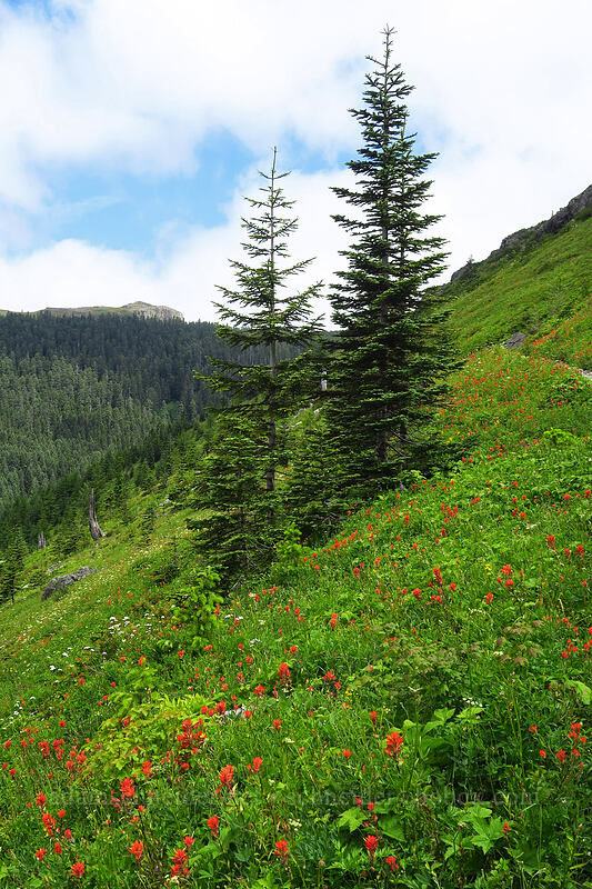 wildflowers [Grouse Vista Trail, Gifford Pinchot National Forest, Clark County, Washington]