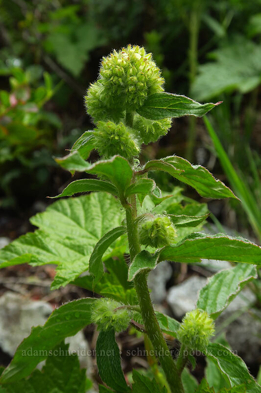 shade phacelia (Phacelia nemoralis) [Indian Pits Trail, Gifford Pinchot National Forest, Skamania County, Washington]
