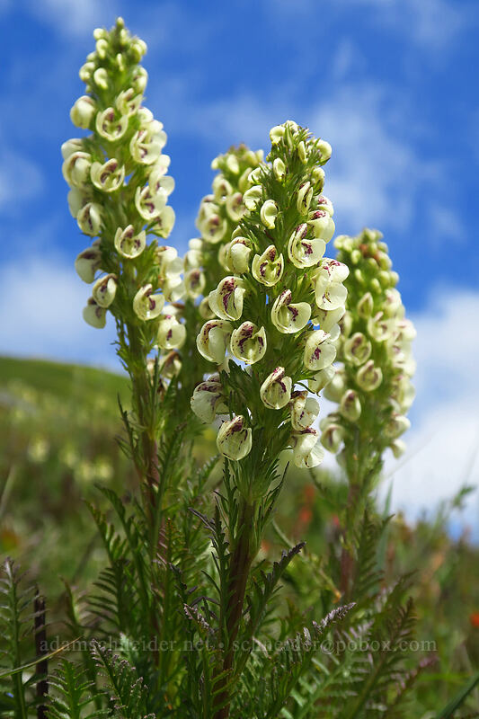 coiled-beak lousewort (Pedicularis contorta) [Silver Star Mountain, Gifford Pinchot National Forest, Skamania County, Washington]