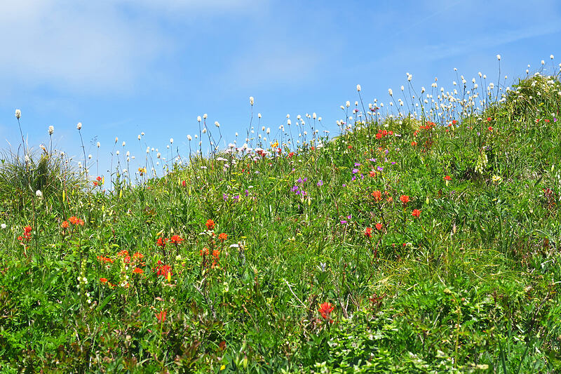 wildflowers [Silver Star Mountain, Gifford Pinchot National Forest, Skamania County, Washington]