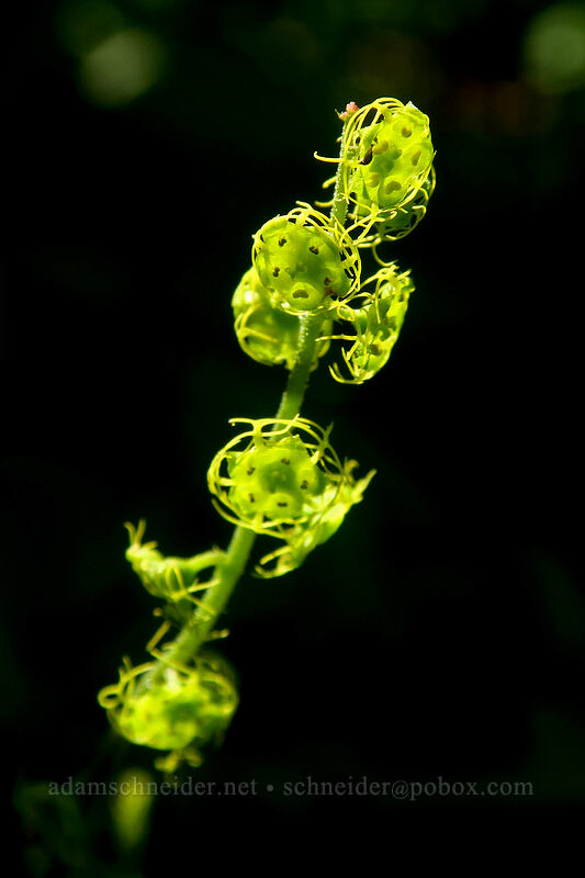 Brewer's mitrewort (Brewerimitella breweri (Pectiantia breweri) (Mitella breweri)) [Ed's Trail, Gifford Pinchot National Forest, Skamania County, Washington]