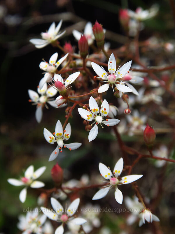 rusty saxifrage (Micranthes ferruginea (Saxifraga ferruginea)) [Ed's Trail, Gifford Pinchot National Forest, Skamania County, Washington]