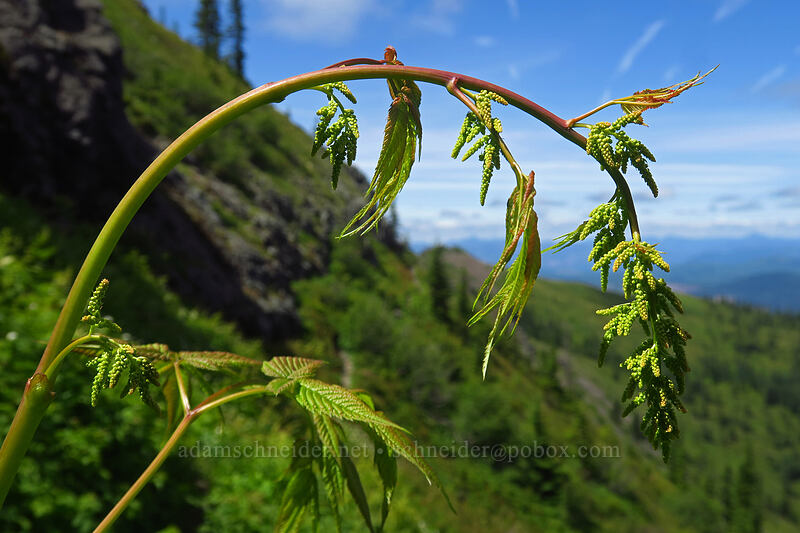 goat's-beard, budding (Aruncus dioicus (Aruncus sylvester)) [Ed's Trail, Gifford Pinchot National Forest, Skamania County, Washington]