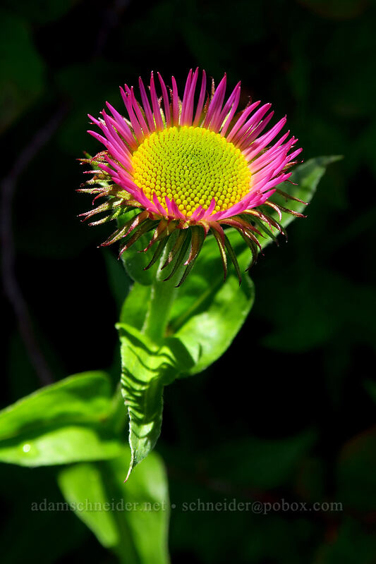 subalpine fleabane, budding (Erigeron glacialis var. glacialis) [Ed's Trail, Gifford Pinchot National Forest, Skamania County, Washington]