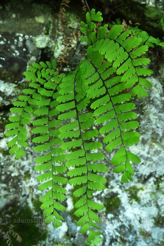 maiden-hair fern (Adiantum aleuticum) [Ed's Trail, Gifford Pinchot National Forest, Skamania County, Washington]