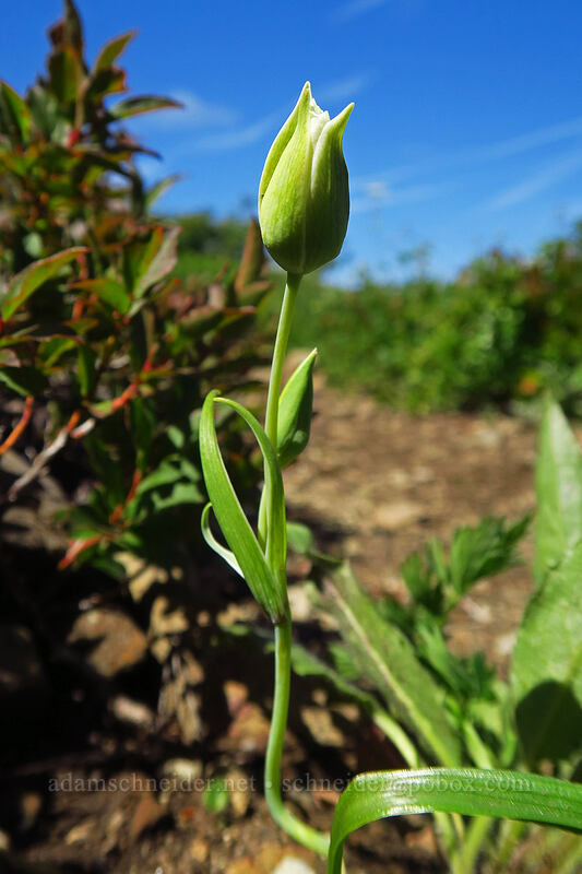 subalpine mariposa lily, budding (Calochortus subalpinus) [Ed's Trail, Gifford Pinchot National Forest, Skamania County, Washington]