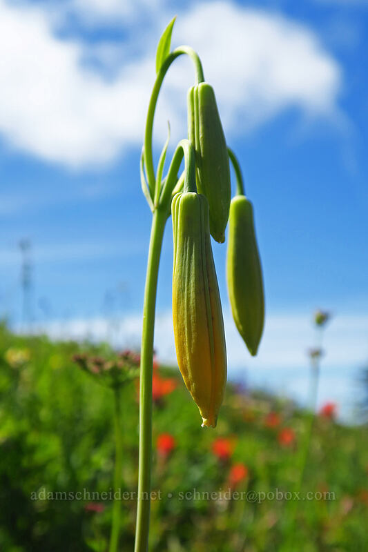 Columbia tiger lily, budding (Lilium columbianum) [Ed's Trail, Gifford Pinchot National Forest, Skamania County, Washington]