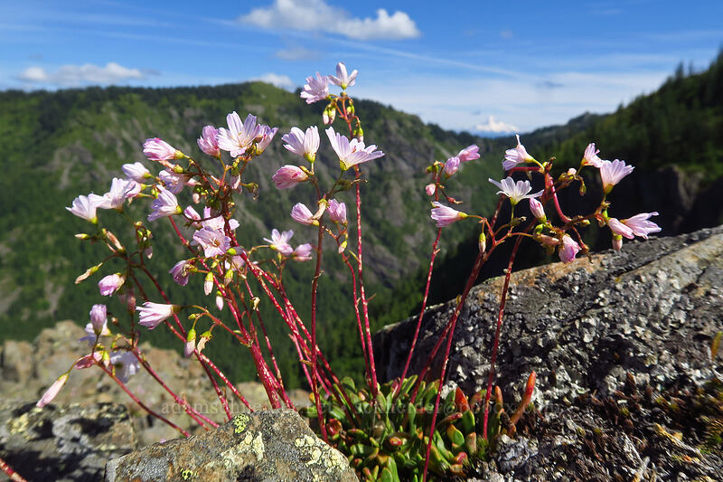 Columbia lewisia (Lewisia columbiana) [Ed's Trail, Gifford Pinchot National Forest, Skamania County, Washington]