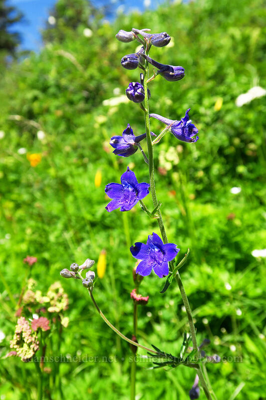 Nuttall's larkspur (Delphinium nuttallii) [Silver Star Trail, Gifford Pinchot National Forest, Skamania County, Washington]