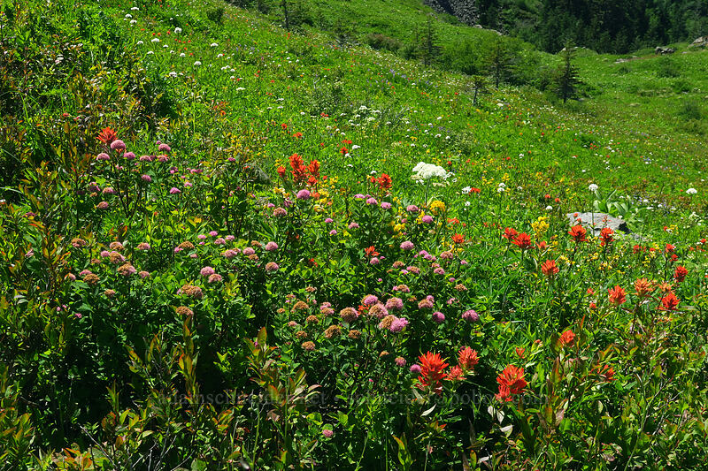 wildflowers (Castilleja miniata, Spiraea densiflora (Spiraea splendens), Erysimum capitatum, Thermopsis montana, Valeriana sitchensis) [Silver Star Trail, Gifford Pinchot National Forest, Skamania County, Washington]