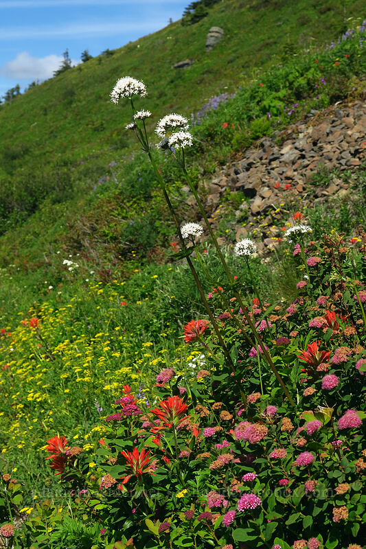 Sitka valerian & other wildflowers (Valeriana sitchensis, Spiraea splendens (Spiraea densiflora), Castilleja miniata, Lomatium martindalei) [Silver Star Trail, Gifford Pinchot National Forest, Skamania County, Washington]