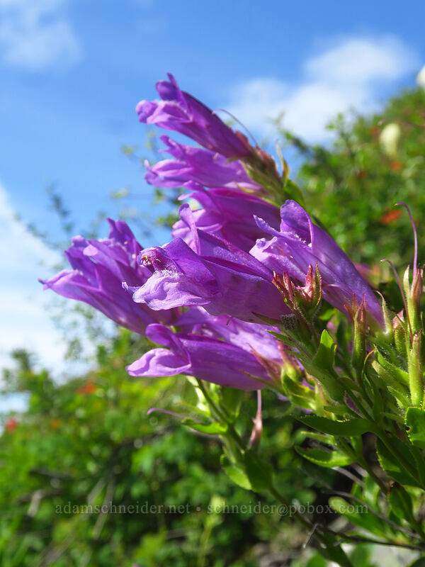 Cardwell's penstemon (Penstemon cardwellii) [Silver Star Trail, Gifford Pinchot National Forest, Skamania County, Washington]