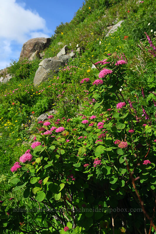 subalpine spirea (Spiraea splendens (Spiraea densiflora)) [Silver Star Trail, Gifford Pinchot National Forest, Skamania County, Washington]
