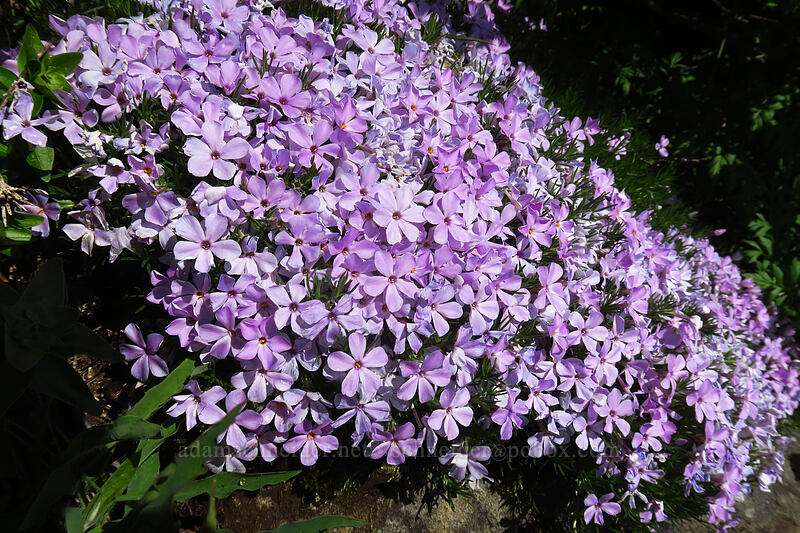 spreading phlox (Phlox diffusa) [Silver Star Trail, Gifford Pinchot National Forest, Skamania County, Washington]
