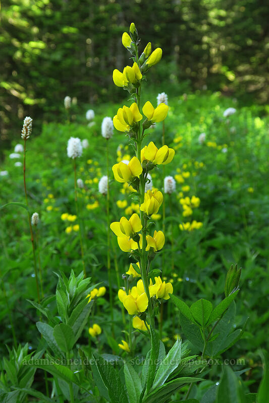 golden pea & bistort (Thermopsis montana, Bistorta bistortoides (Polygonum bistortoides)) [Silver Star Trail, Gifford Pinchot National Forest, Skamania County, Washington]